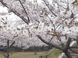 20220328天神公園近景