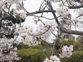 20220328東公園近景