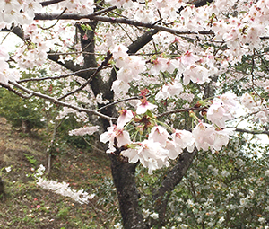 20220331大悲観公園近景