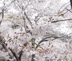 20220331花の森公園近景