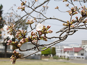 20220324東公園近景