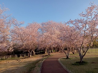 20220404天神公園遠景