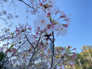 20220404東公園近景