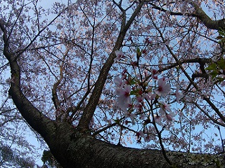 20220404大悲観公園遠近景