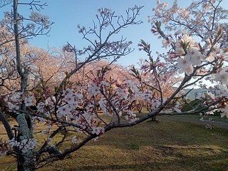 20220404天神公園近景