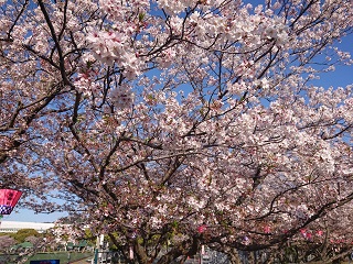 20220404佐世保公園近景