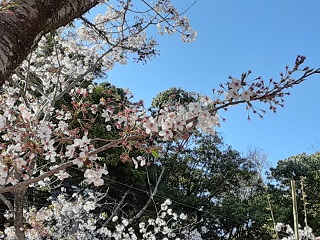 20220404中央公園近景