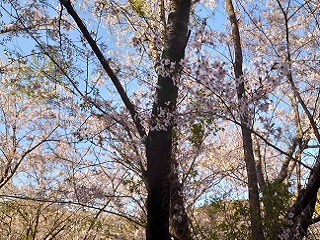 20220404花の森公園近景