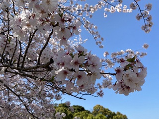 20220404干尽公園近景