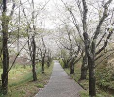 20220331花の森公園遠景