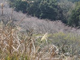 20220324花の森公園遠景