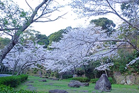 20210325大悲観公園桜