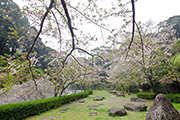 20210329大悲観公園桜