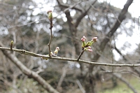 大悲観公園のソメイヨシノ0320