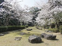 大悲観公園のソメイヨシノ0329