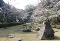 大悲観公園のソメイヨシノ0320