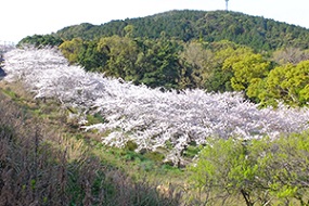 20210325花の森公園桜