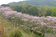 20210329花の森公園桜