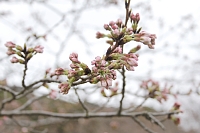 花の森公園のソメイヨシノ0320