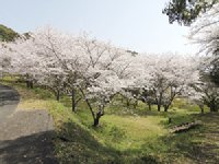 花の森公園のソメイヨシノ0329