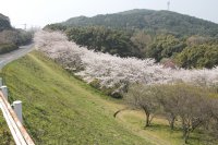 花の森公園のソメイヨシノ0320