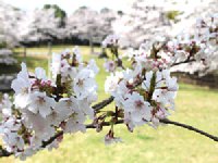 干尽公園のソメイヨシノ0329