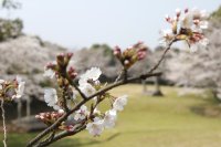 干尽公園のソメイヨシノ0326