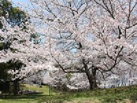 干尽公園のソメイヨシノ0329