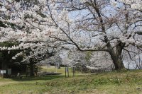 干尽公園のソメイヨシノ0326