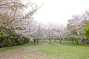 20210329東公園桜