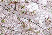 20210329干尽公園桜2