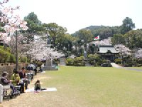 東公園のソメイヨシノ0329