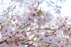 干尽桜