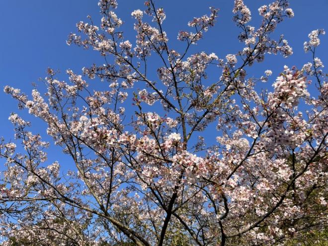 20220404牧の岳公園近景