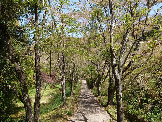 20220411花の森公園遠景