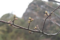 牧の岳公園のソメイヨシノ0320