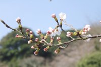 牧の岳公園のソメイヨシノ0326