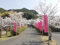 牧の岳公園のソメイヨシノ0329