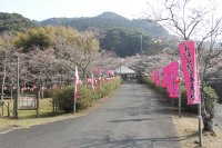 牧の岳公園のソメイヨシノ0320