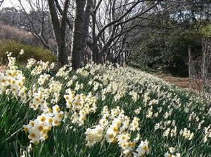 花の森公園のスイセン