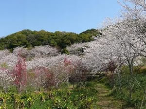 花の森公園のウメ