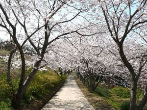 花の森公園のソメイヨシノ