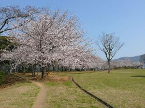 天神公園のソメイヨシノ