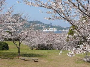 干尽公園のソメイヨシノ