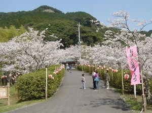 牧の岳公園のソメイヨシノ