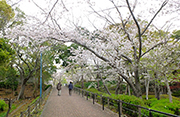 20210329佐世保公園桜