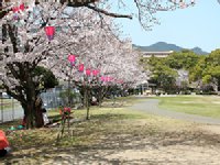 佐世保公園のソメイヨシノ0329