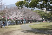 佐世保公園のソメイヨシノ0326