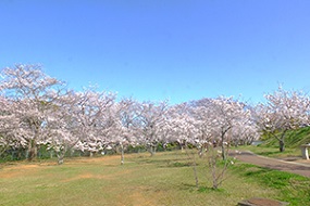 20210325天神公園桜