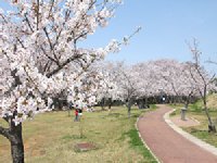 天神公園のソメイヨシノ0329